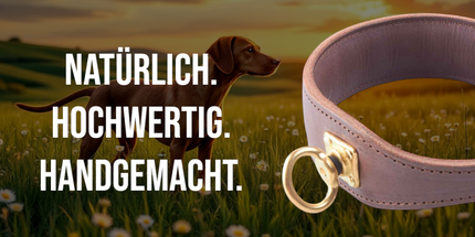 Collection image for: Hundehalsband