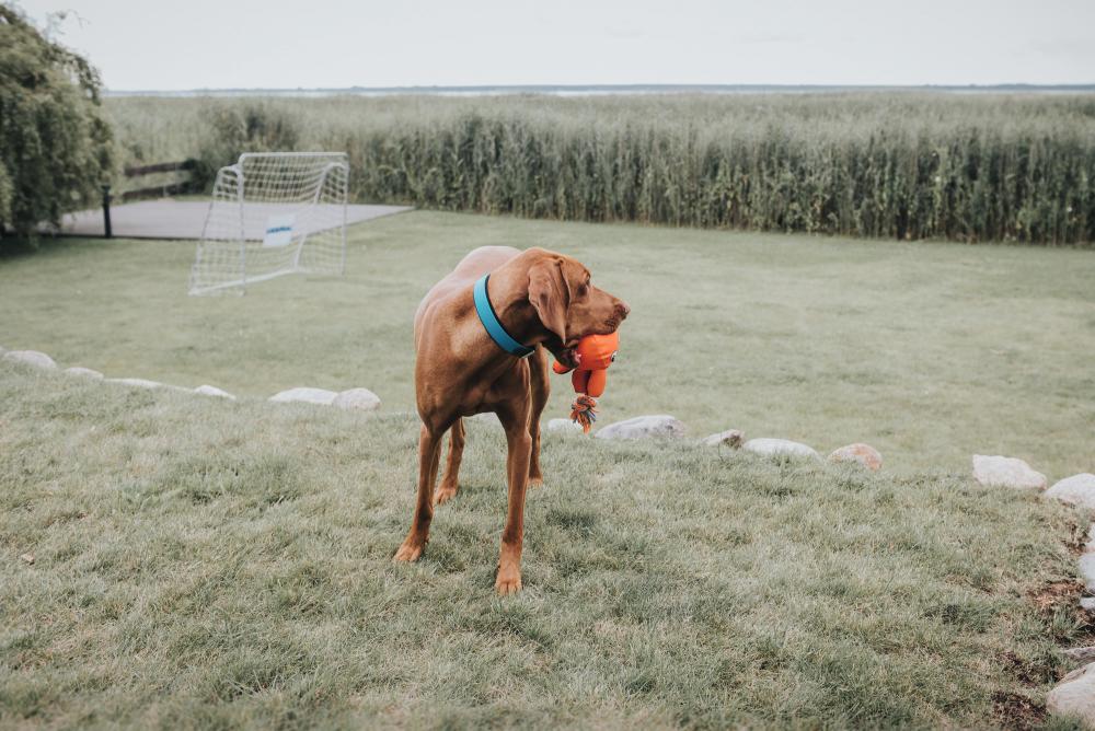 Hund mit HUNTER Hundehalsband Convenience türkis spielt im Garten, ideal für Outdoor-Aktivitäten und langlebige Nutzung.