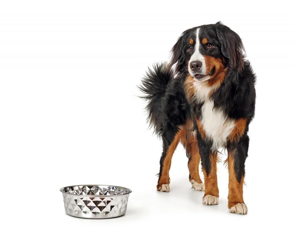 Großer Hund neben HUNTER Edelstahlnapf NAMY mit glänzender Prägung. Perfekt für stilbewusste Hundebesitzer im Bereich Hundezubehör.