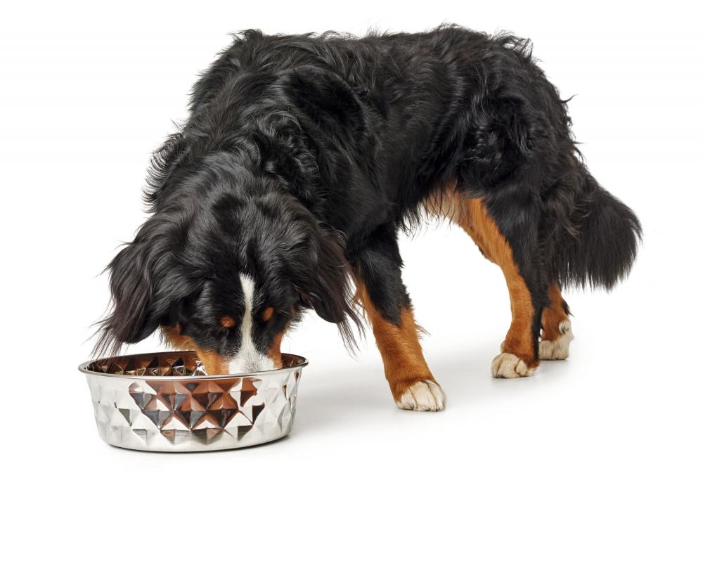 Hund frisst aus HUNTER Edelstahlnapf NAMY mit edlem Design. Hochwertiger Futternapf für Hunde in der Kategorie Hundebedarf.