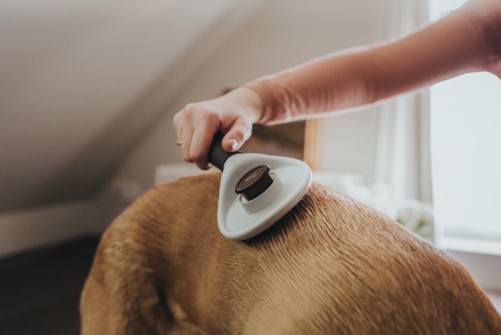 Anwendung der HUNTER Zupfbürste Spa selbstreinigend auf dem Hundefell, zeigt effektive Fellpflege mit ergonomischem Design im Alltag.