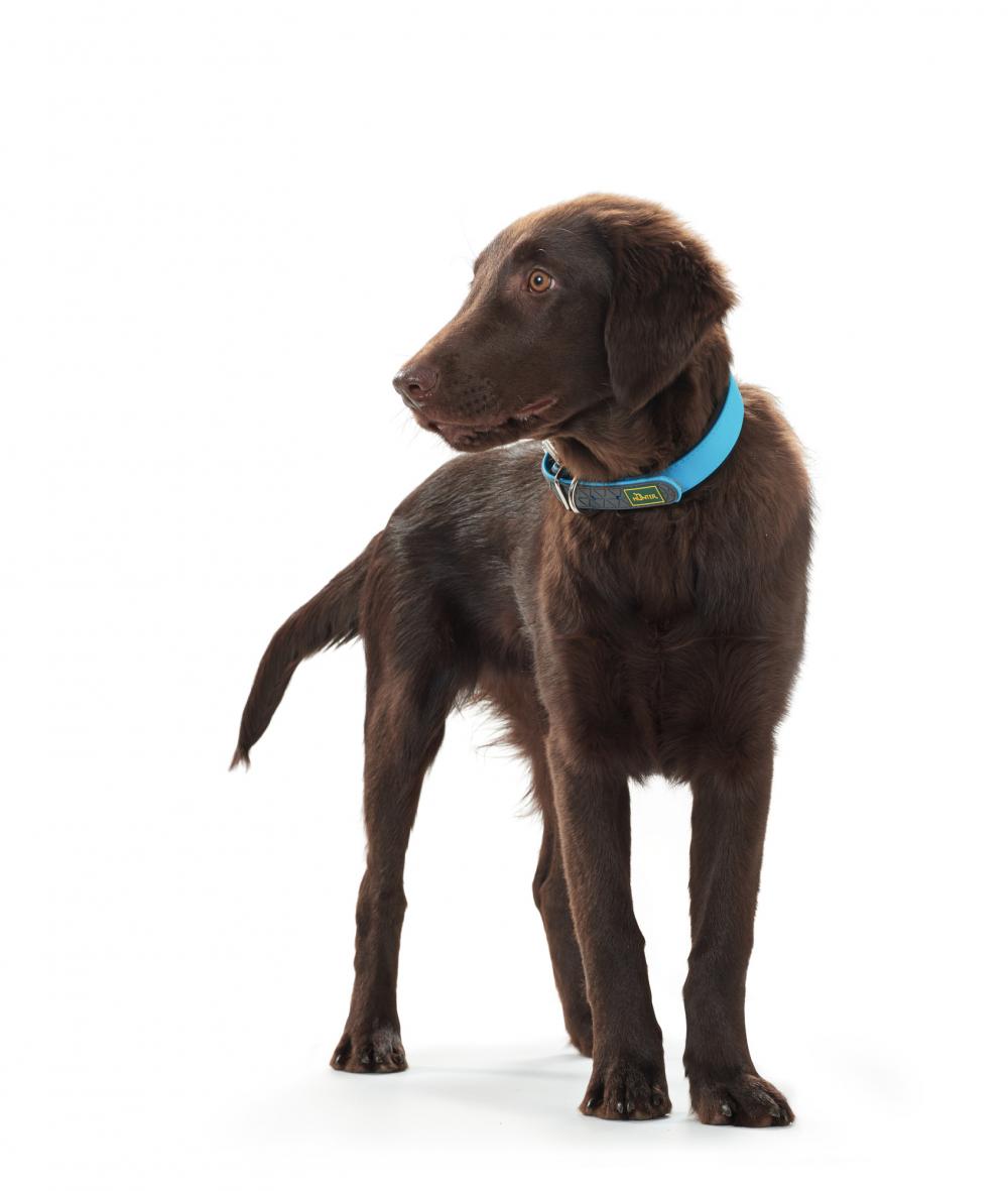 Brauner Hund trägt HUNTER Hundehalsband Convenience türkis, perfekt sitzend für Komfort und Sicherheit beim Spaziergang.