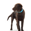 Stehender Hund mit HUNTER Hundehalsband Convenience Comfort V2 türkis, stilvolles und funktionales Halsband für Haustiere.