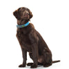Sitzender Hund mit HUNTER Hundehalsband Convenience türkis, zeigt optimale Passform und modernes Design für Haustierbedarf.