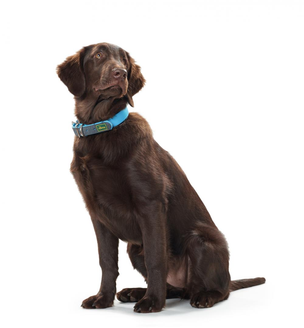 Brauner Hund trägt HUNTER Hundehalsband Convenience Comfort V2 türkis, bequemes Halsband für mittelgroße bis große Hunde.