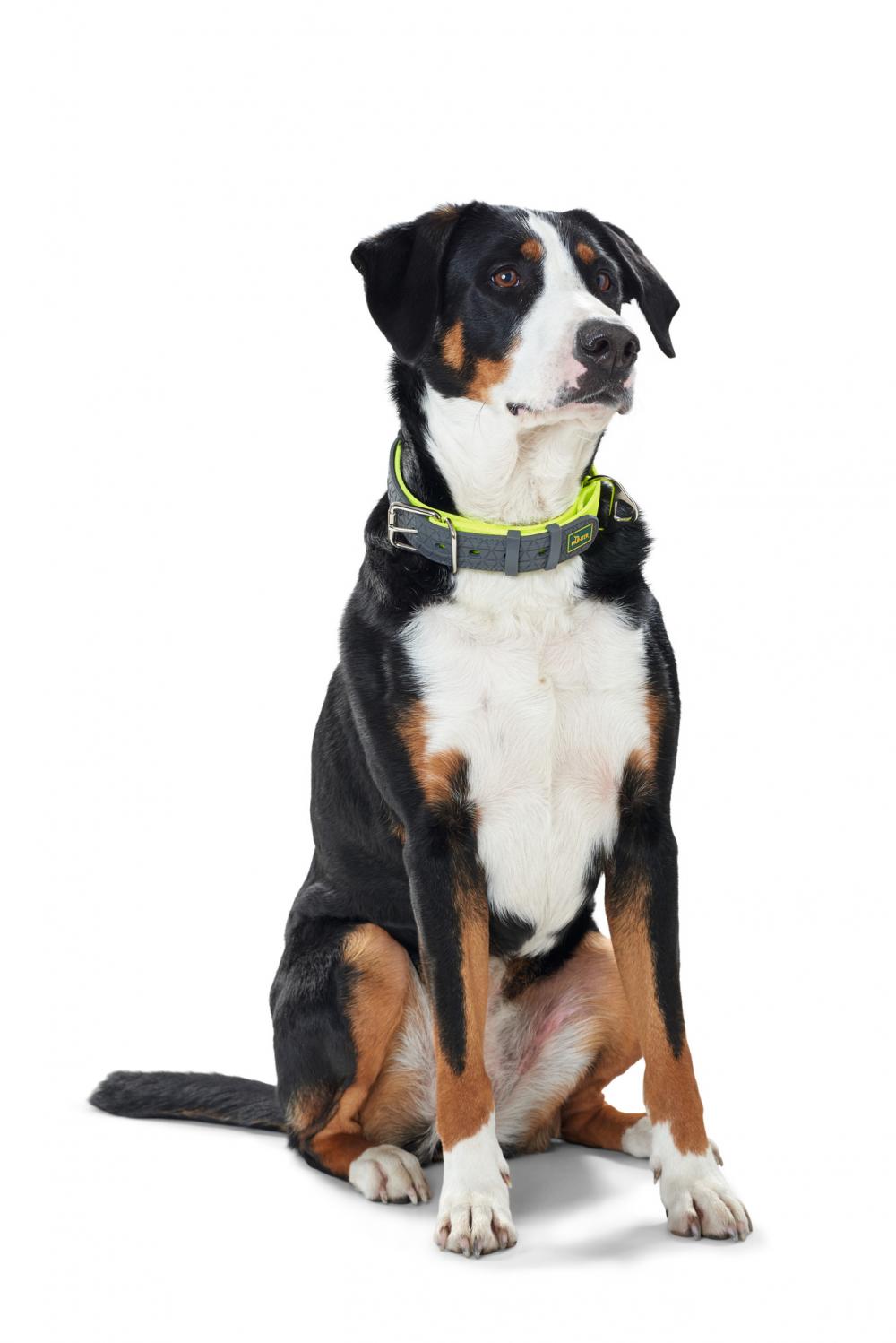 Großer Hund trägt HUNTER Hundehalsband Convenience Comfort V2 neongelb, ideal für Sichtbarkeit und Komfort bei Spaziergängen.