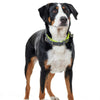 Hund stehend mit HUNTER Hundehalsband Convenience Comfort V2 neongelb, reflektierend und gepolstert für sicheren Halt und Komfort.