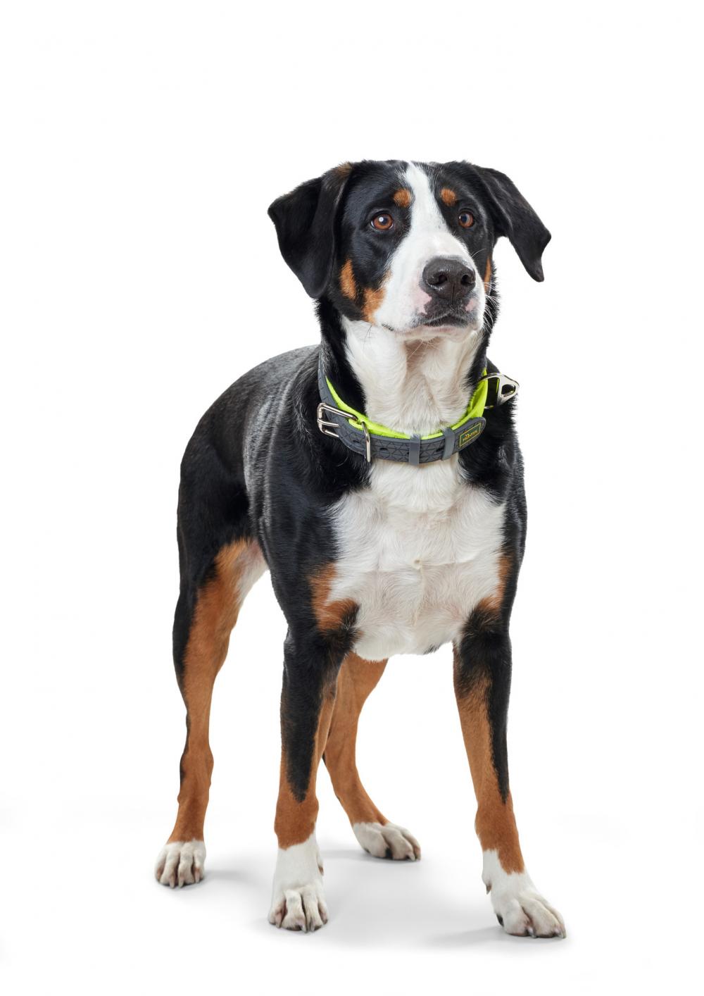 Hund stehend mit HUNTER Hundehalsband Convenience Comfort V2 neongelb, reflektierend und gepolstert für sicheren Halt und Komfort.