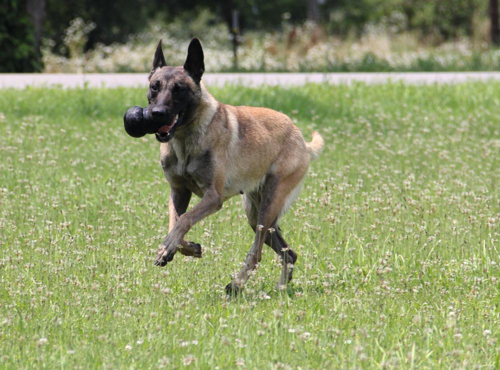 Belgischer Schäferhund rennt mit dem KONG Hundespielzeug Extreme im Maul über eine Wiese, ideal für aktive Hunde.