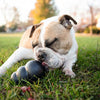 Bulldogge leckt das KONG Hundespielzeug Extreme auf einer Wiese, robustes Kauspielzeug zur Beschäftigung mit Leckerli-Befüllung.