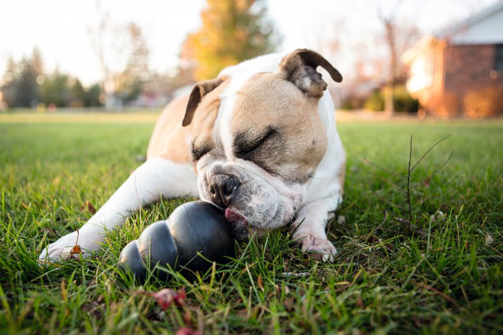 Bulldogge leckt das KONG Hundespielzeug Extreme auf einer Wiese, robustes Kauspielzeug zur Beschäftigung mit Leckerli-Befüllung.